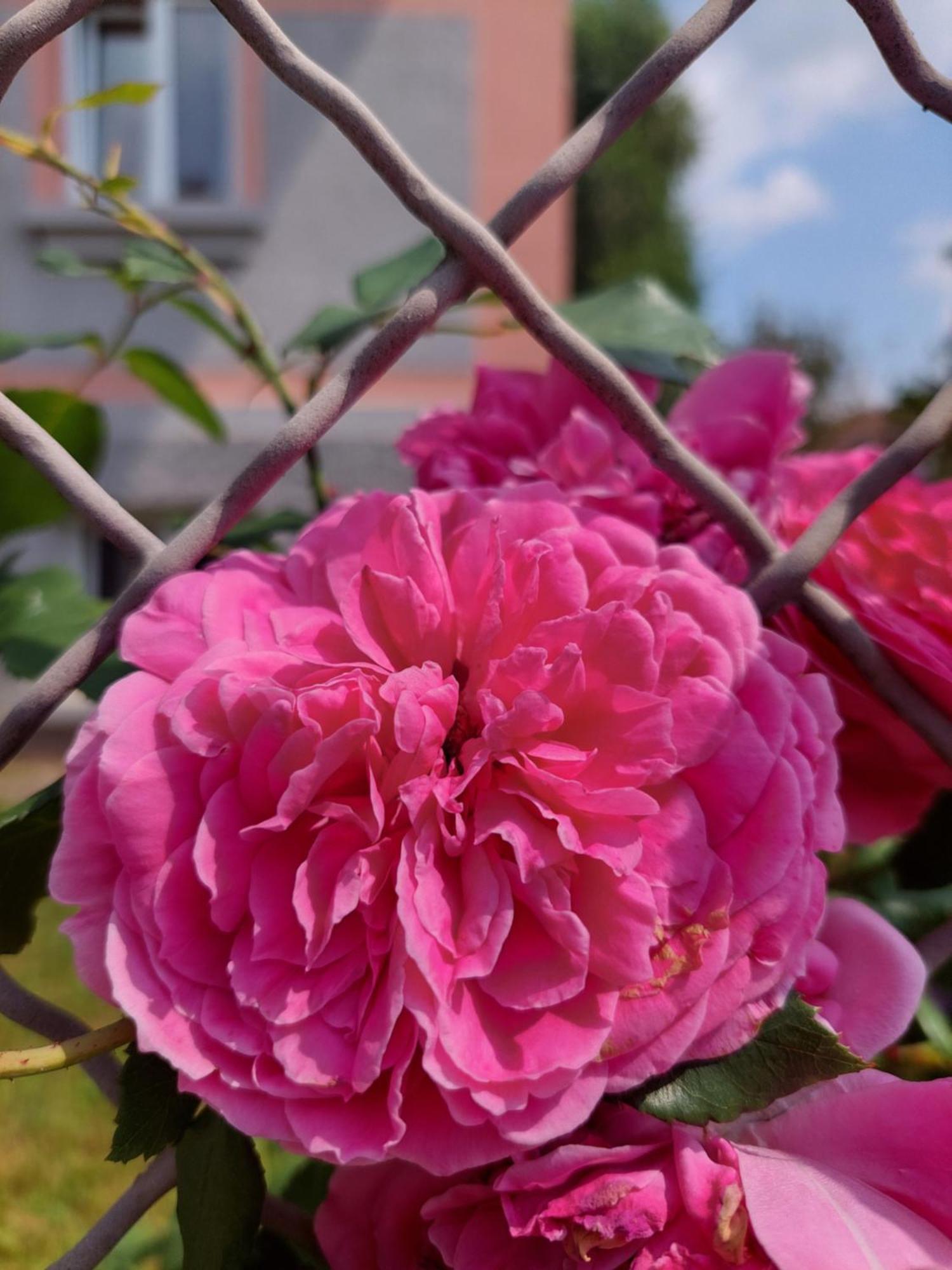 R24, Rose House Leilighet Ljubljana Eksteriør bilde